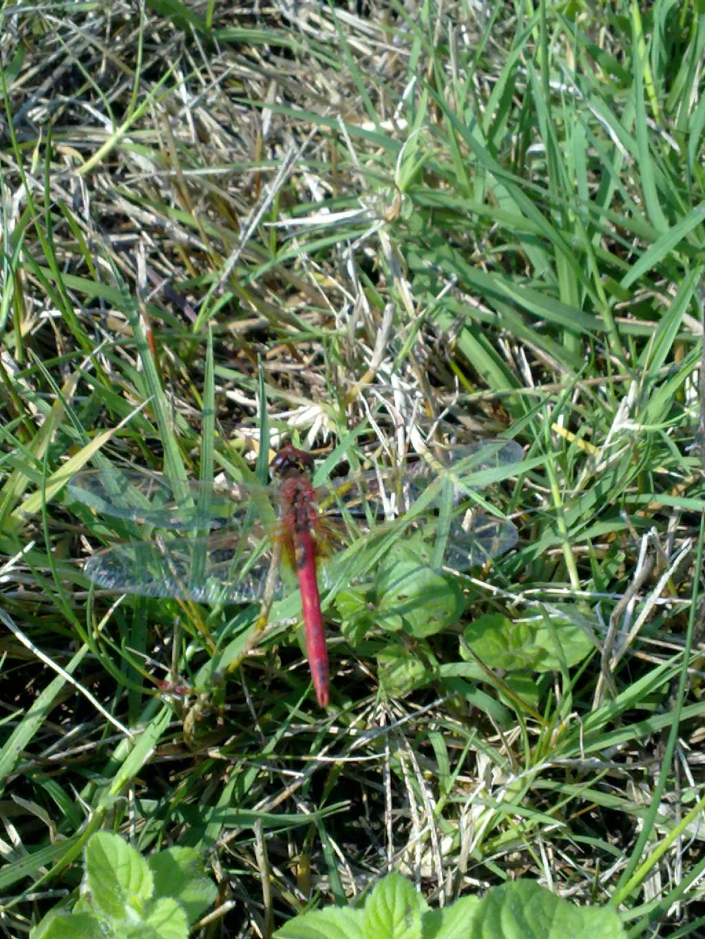 Richiesta ID: Sympetrum fonsolombii?